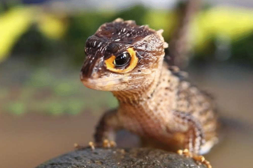 Scink ohnivohlavý detail hlavy na skale v teráriu