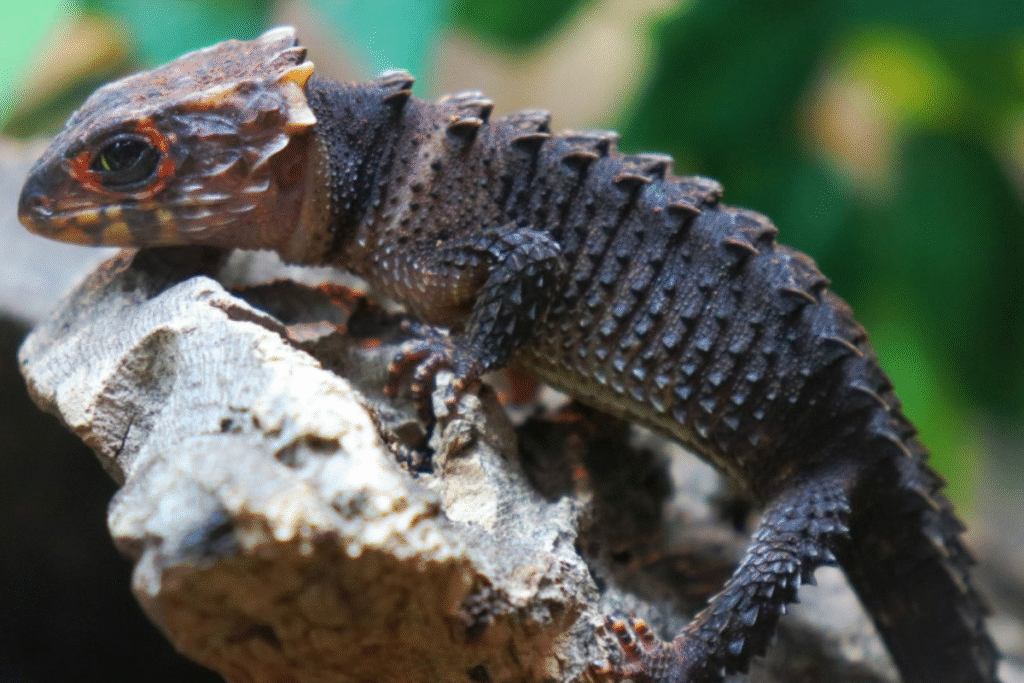 Scink ohnivohlavý na skale v teráriu