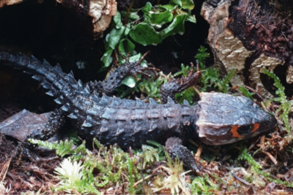 Scink ohnivohlavý v prírode