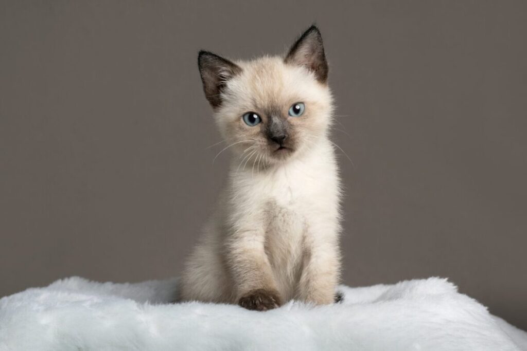 Siamská mačka mlada pózuje fotografovi krásny pohlaď s modrými očkami
