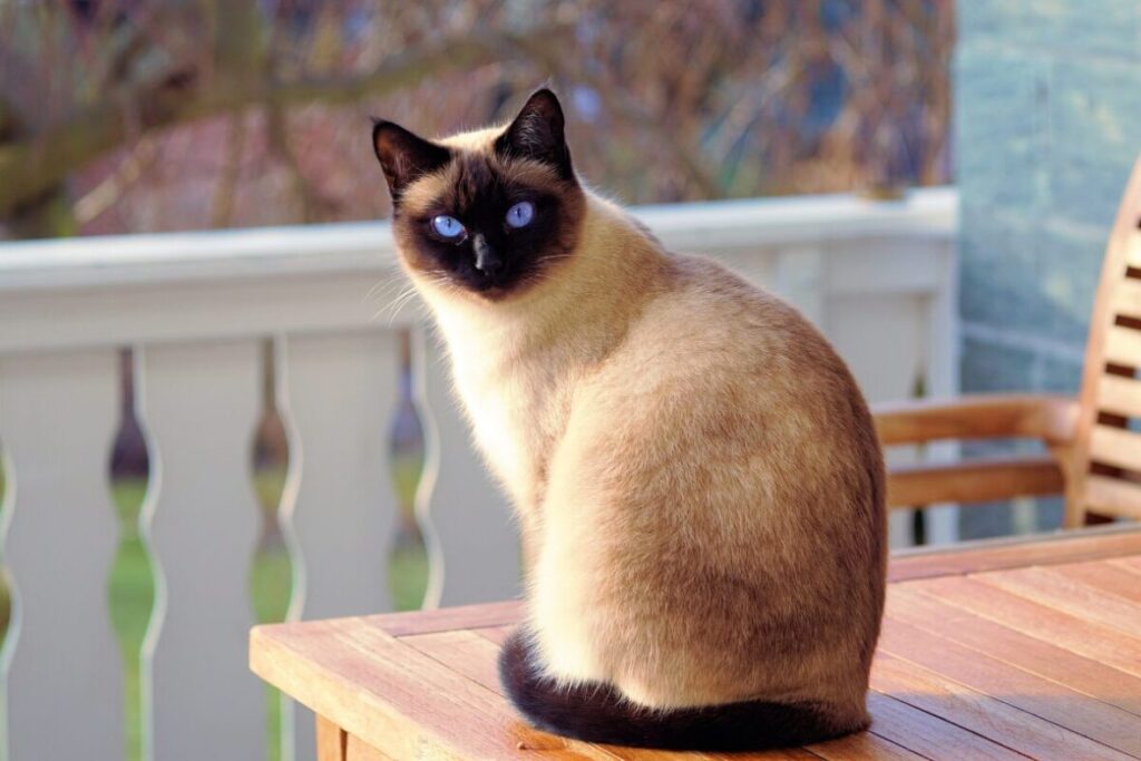 Dospelá siamská mačka na sediaca na drevenom stole na terase