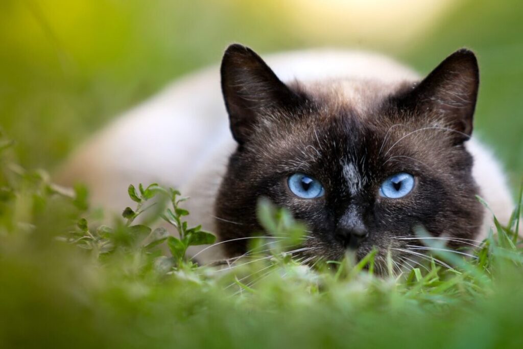Siamská mačka ležiaca v tráve a pozoruje okolie pripravená kedykoľvek vyštartovať