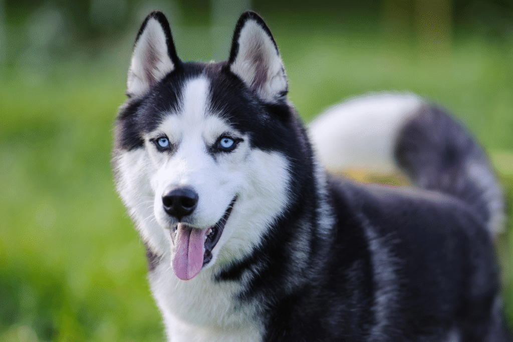 Sibírsky husky na lúke s vyplazeným jazykom