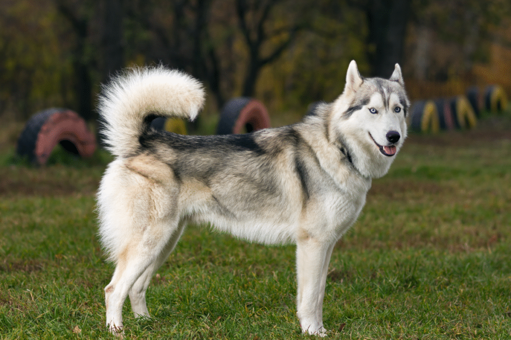 Sibírsky husky pózuje na lúke fotografovi