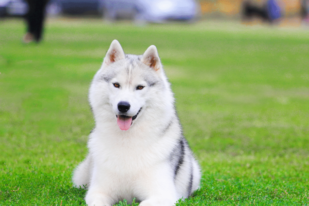 Sibírsky husky leží a oddychuje na trávniku