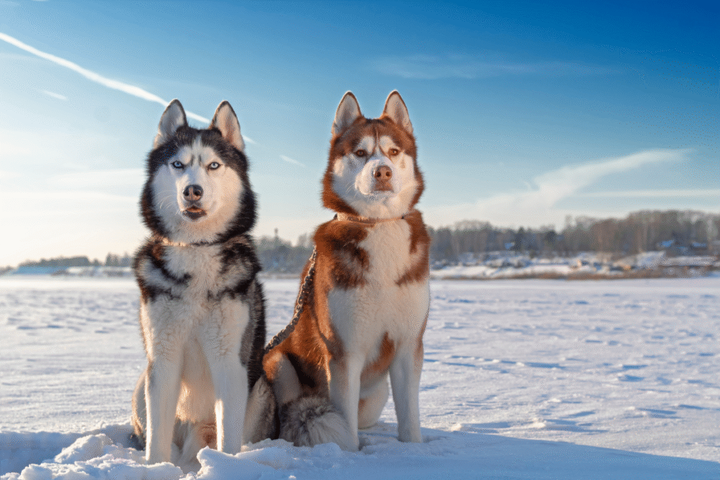 Dva Sibírske husky sedia a čakaju na povel na snehu v prírode