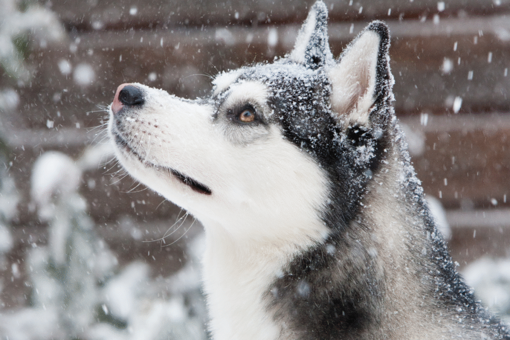 Detail hlavy Sibírskeho huskyho v pozadí sneží