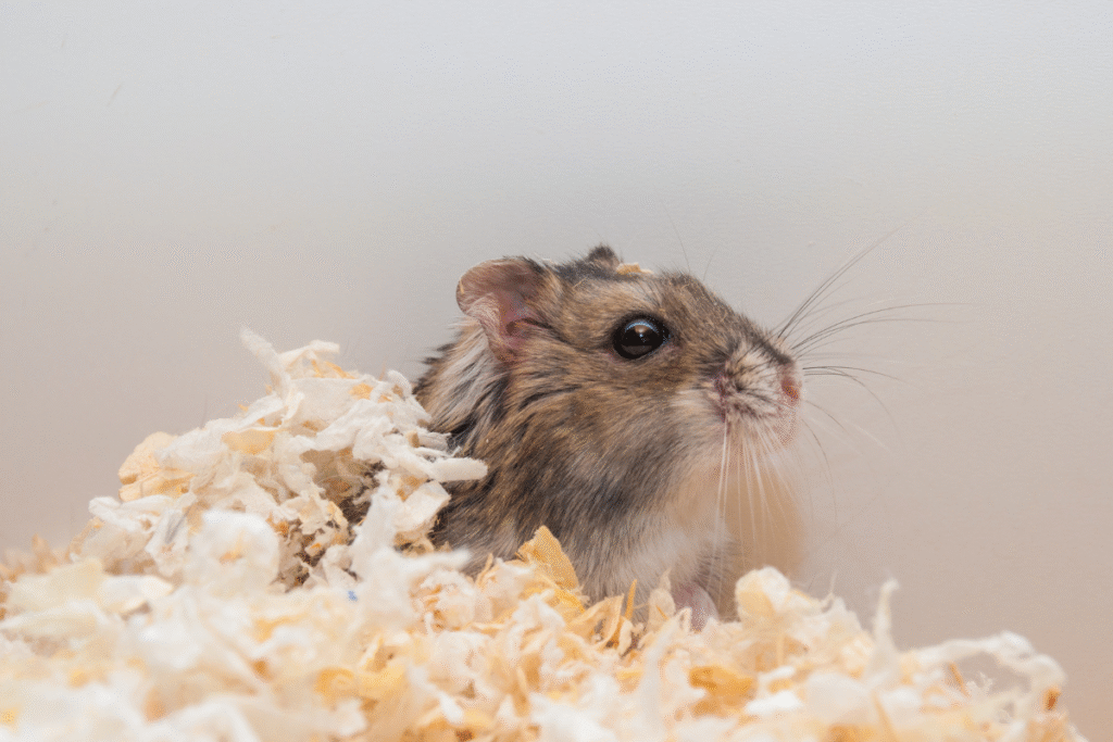 Škrečok džungarský sa vyhrabáva z pilín