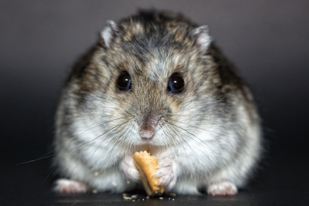 Škrečok džungarský umelecká fotka ako drží v predných labkách tyčinku a chrúme ju.