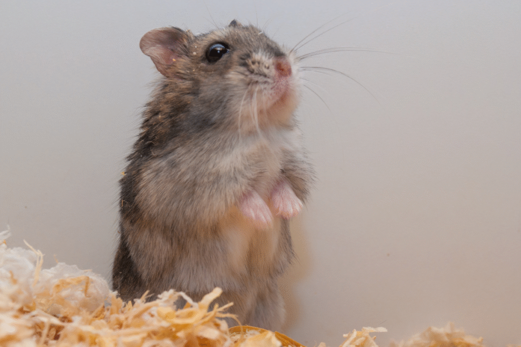 Škrečok džungarský vzpriamene stojací na zadných labkách