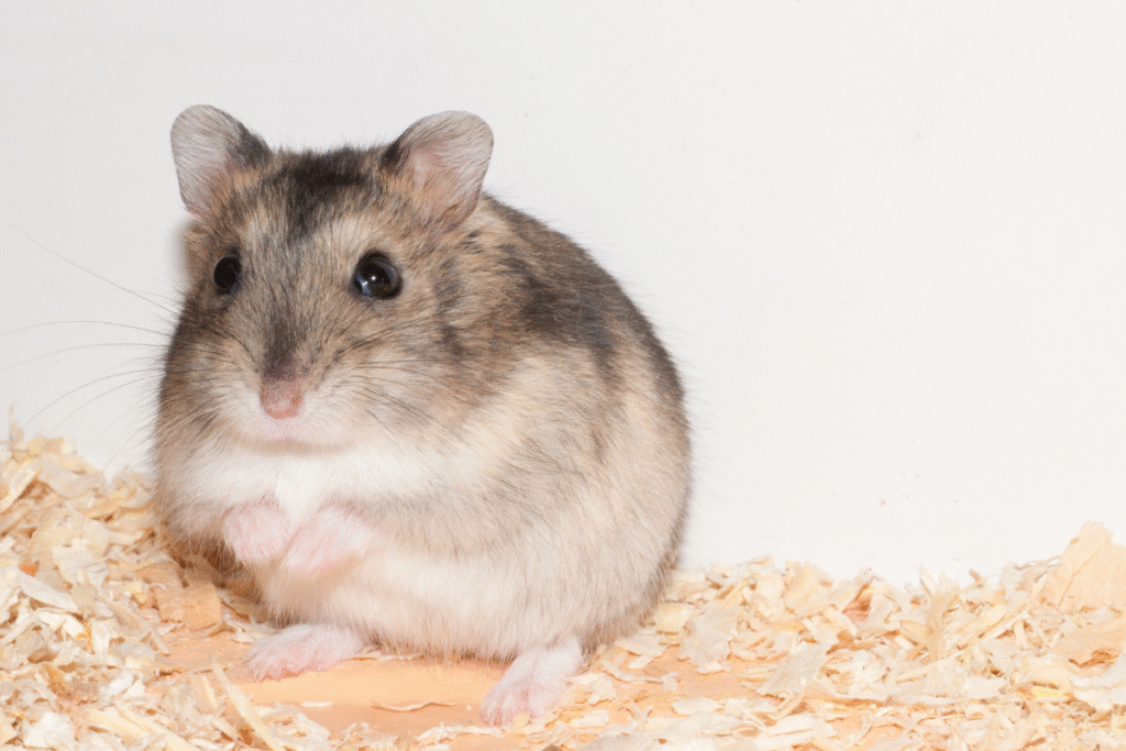 Škrečok džungarský vo svojom domčeku stojací na zadných labkách na pilinách