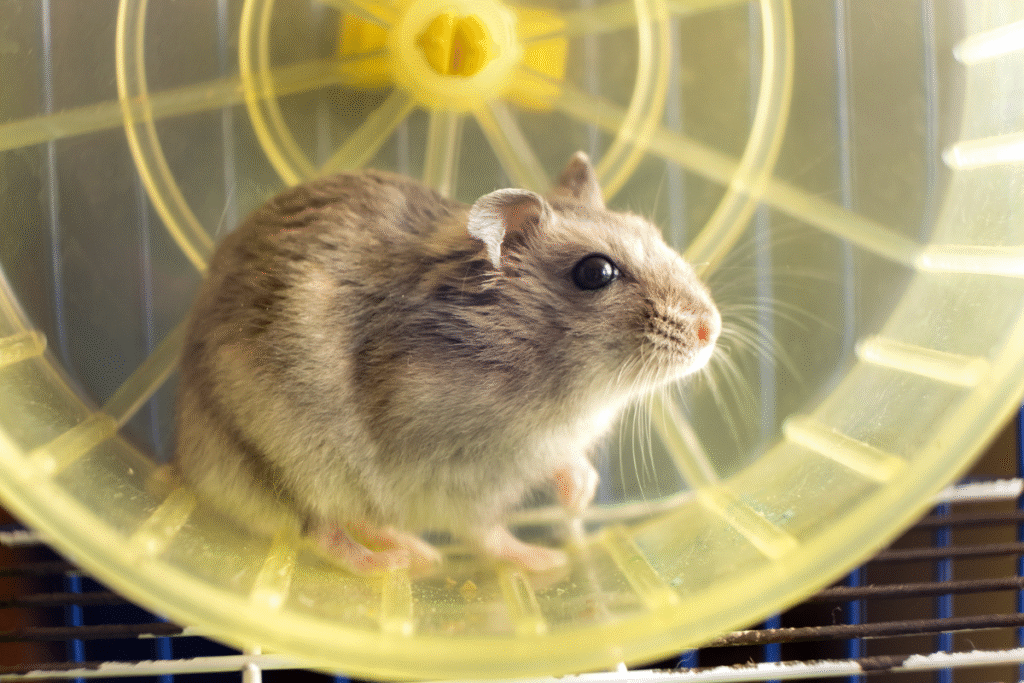 Škrečok džungarský v bledožltom bežiacom kolečku