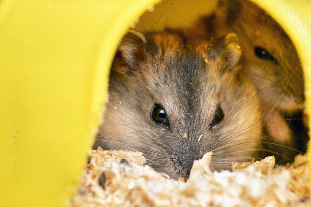 Škrečok džungarský schovaný vo svojom žltom domčeku odkiaľ vykukáva