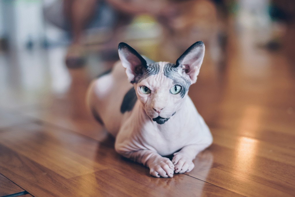 Krásna fotka mačky plemena Sphynx ležiaca na hnedej parketovej podlahe