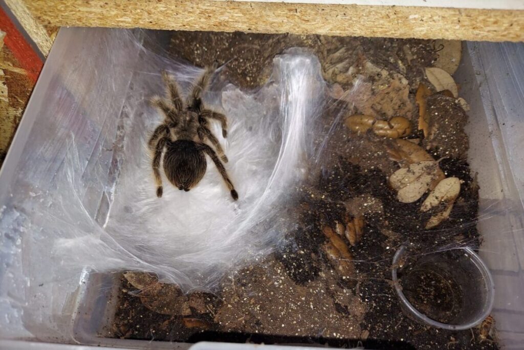 Tarantula stráži kokon