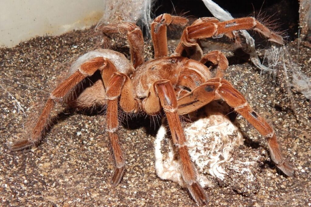 Veľká samica Tarantuly chráni svoj Kokon