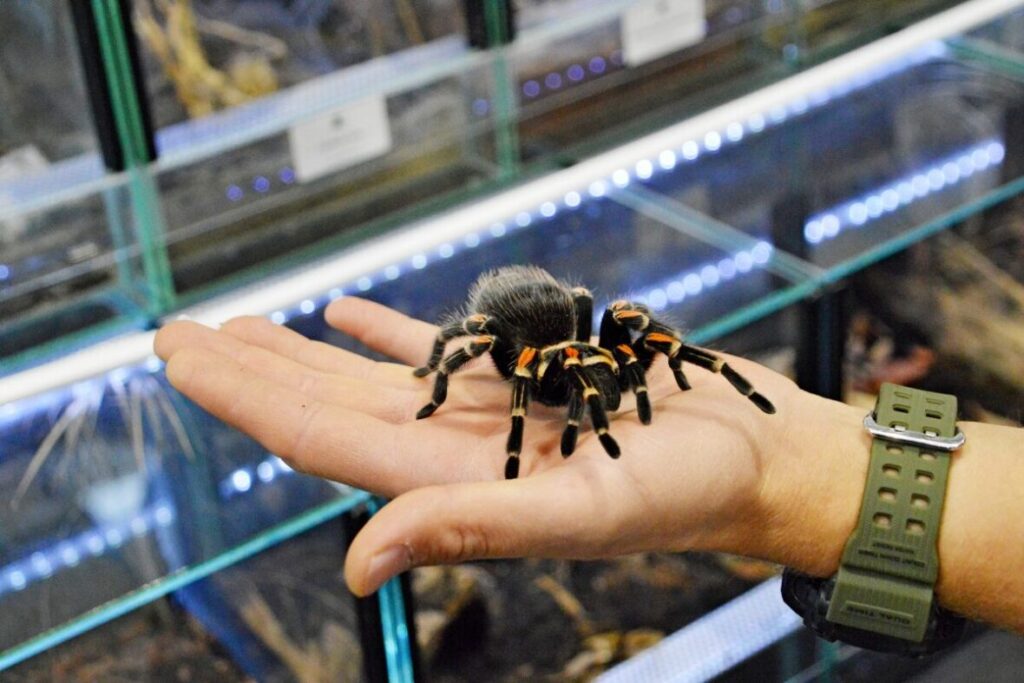 Mladá tarantula na ruke chovateľa