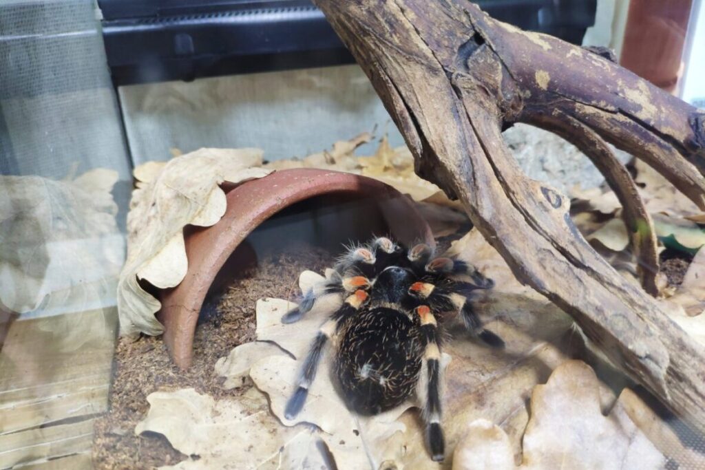 Tarantula v teráriu v ktorom je ako dekorácia koreň stromu a kohlík