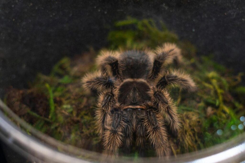 Umelecká fotografia tarantuly v teráriu