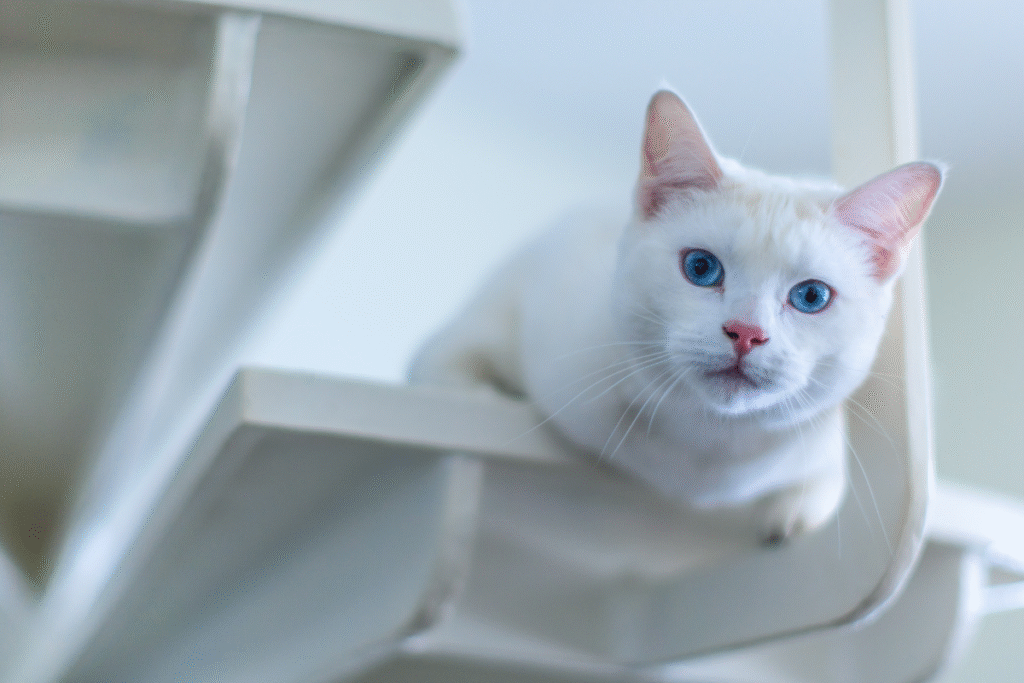 Madá mačka Turecká angora pozerá smerom dole z ležiacej pozícii na poličke