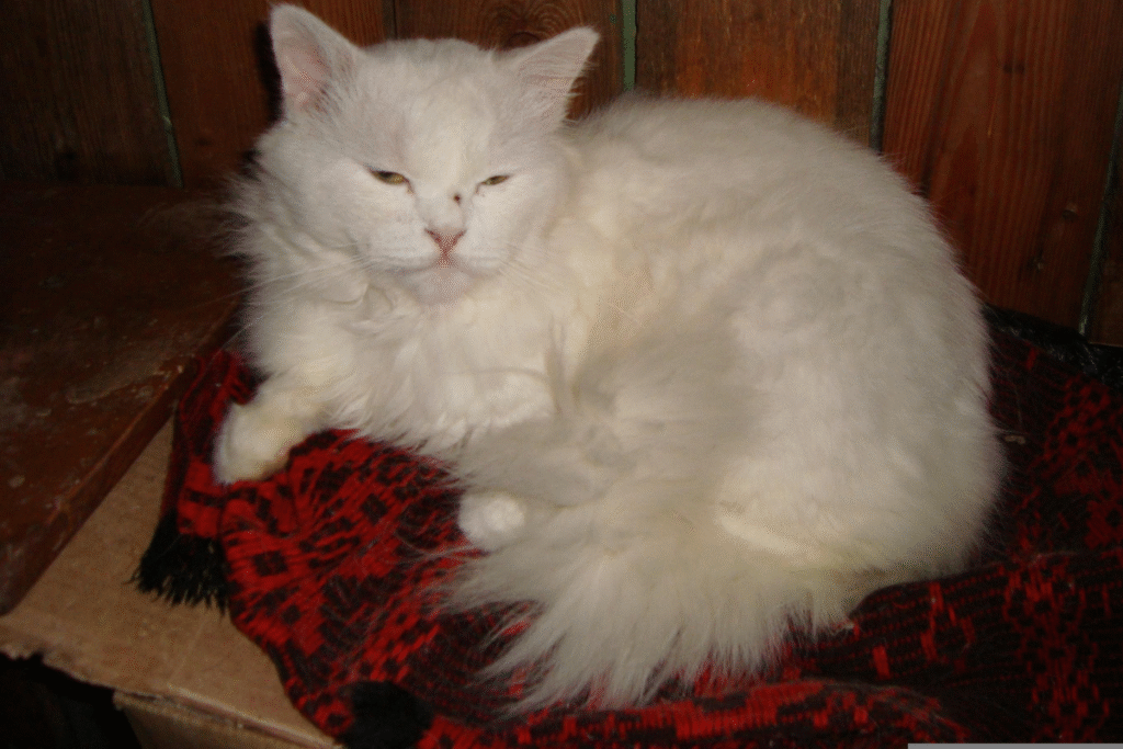 Strašia mačka Turecká angora na červenej deke