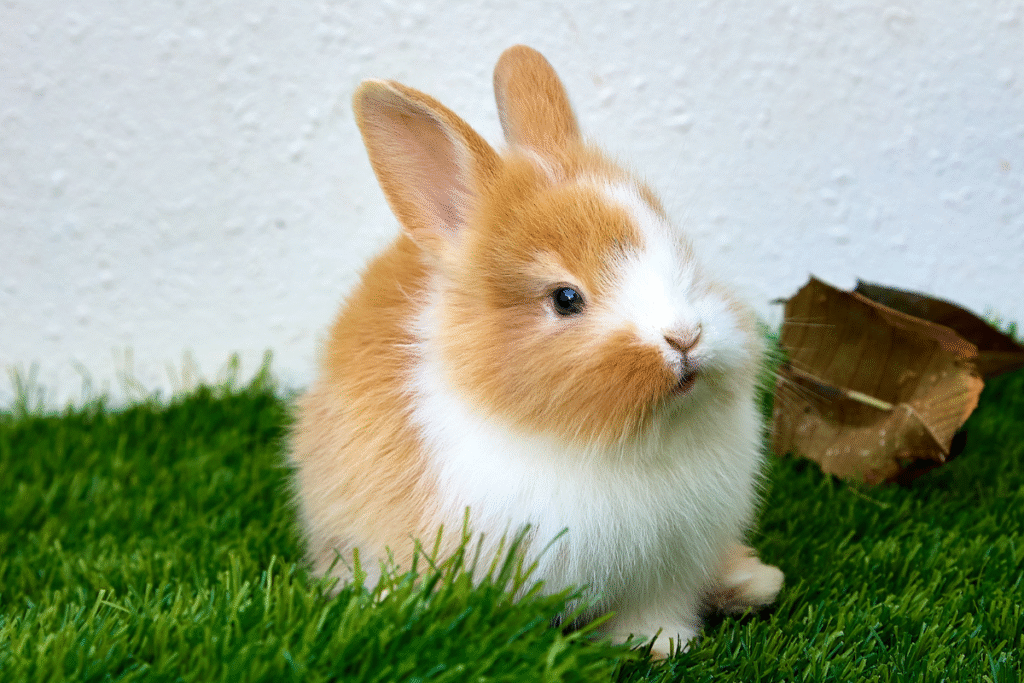 Malý zajačik na tráve pri dome