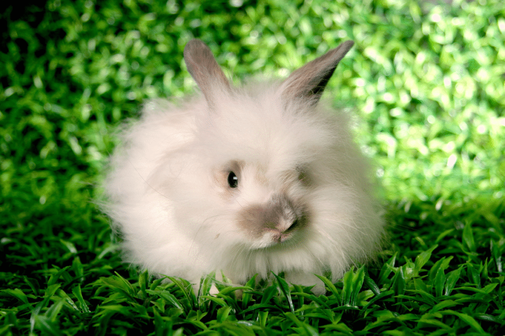 Zajac Angorský v záhrade v tráve