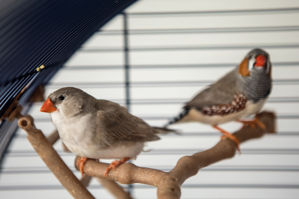 dve zebričky v klietke sediace na konáriku