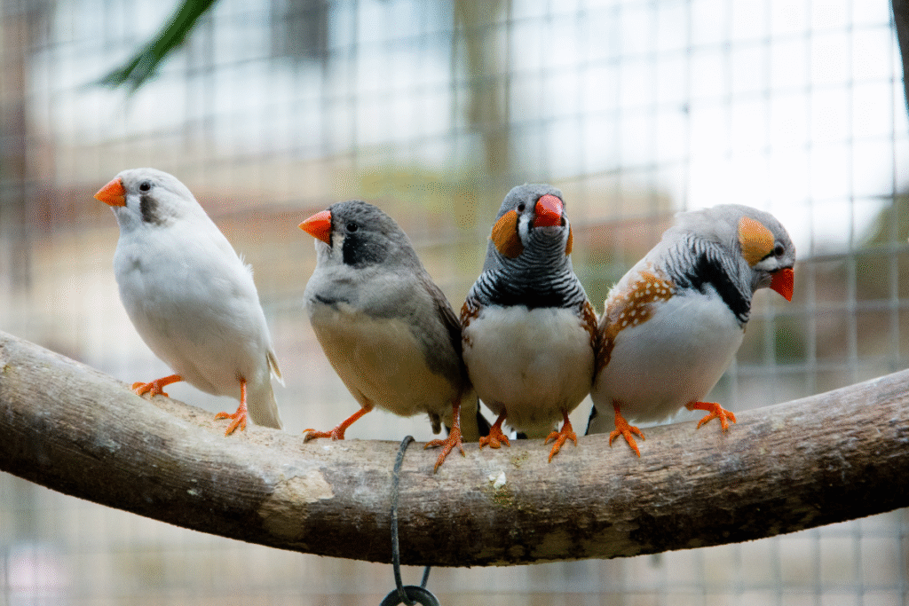 štyri zebričky vo voliére sediace vedľa seba na konáriku