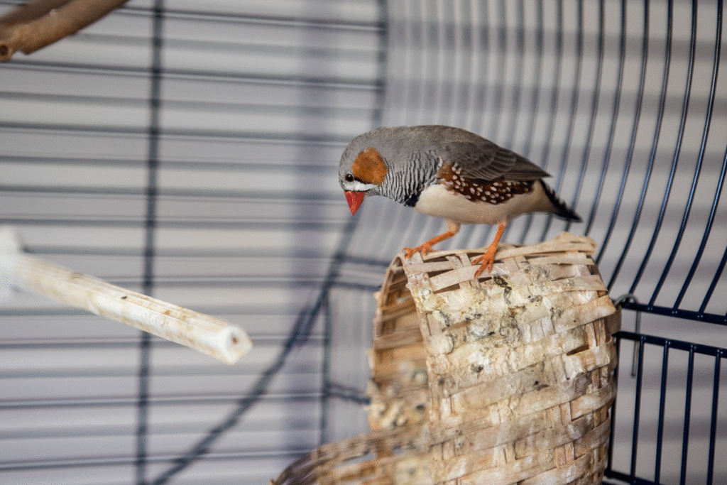 Zebrička v klietke sediaca na budke