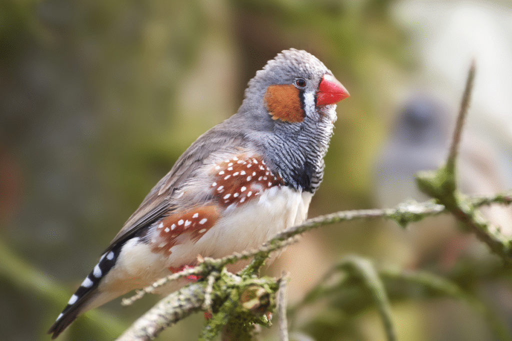 Zebrička v prírode na konáriku