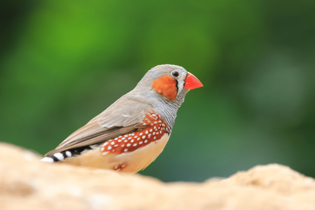 zebrička v prírode na kameni