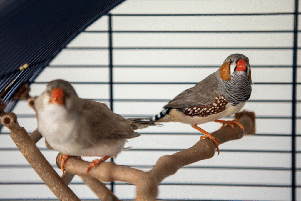 dve zebričky v klietke