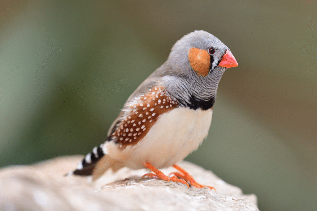 Zebrička sediaca na kameni v prírode
