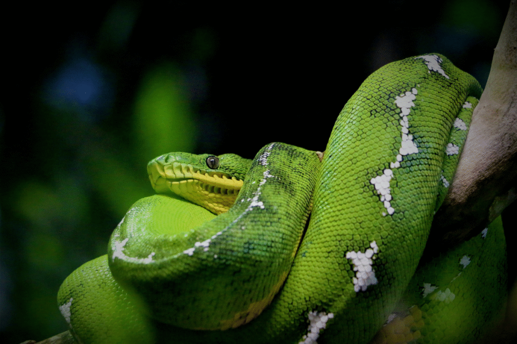 Zelený pytón na konári v prírode