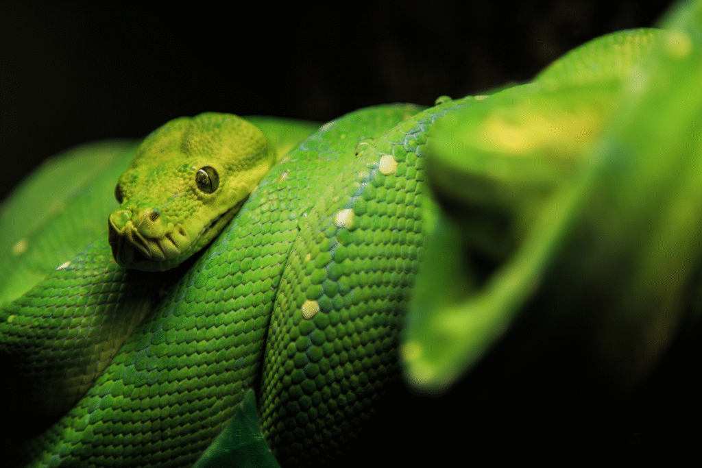 Zelený pytón pozoruje z točený na konári