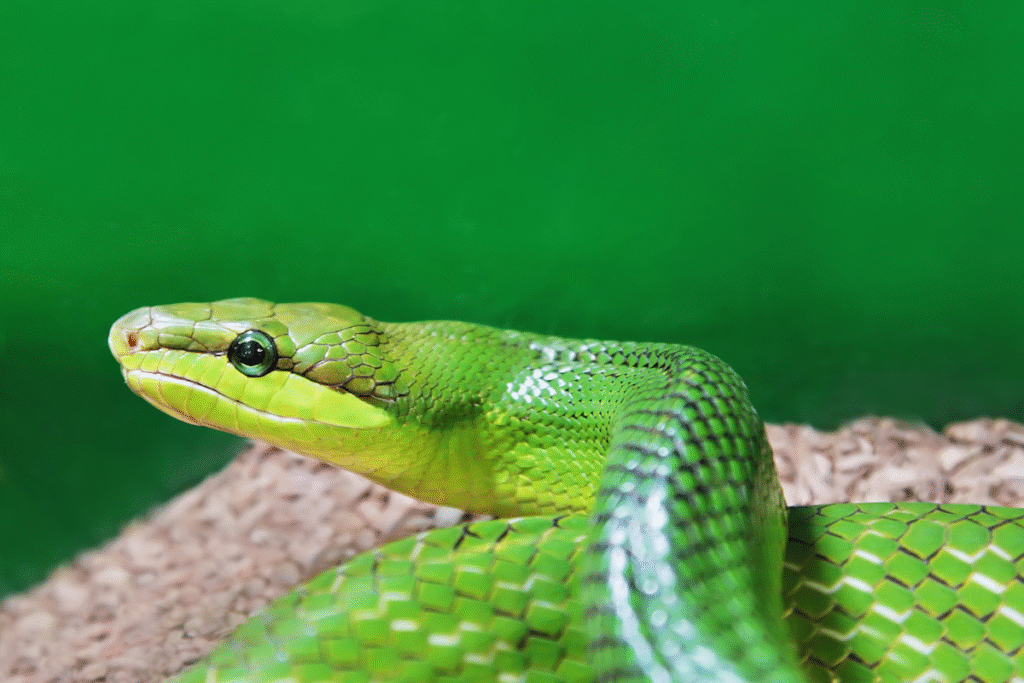 Mladý Zelený pytón v teráriu