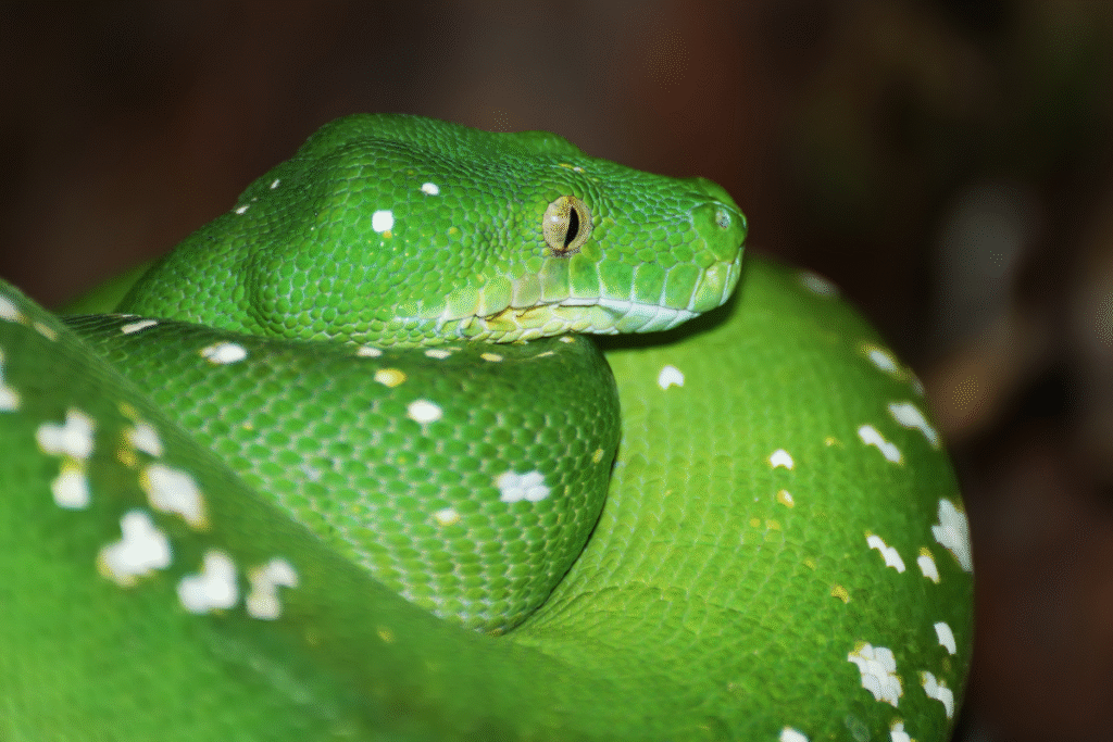 Detail hlavy Zeleného pytona