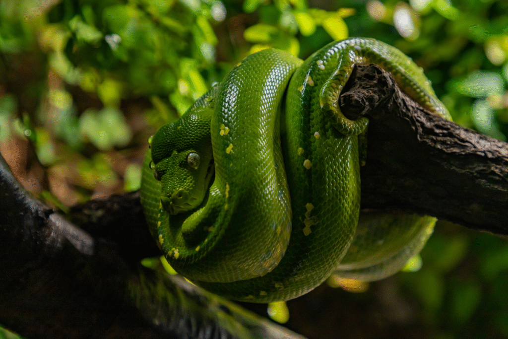 Zelený pytón zmotaný na strome v prírode
