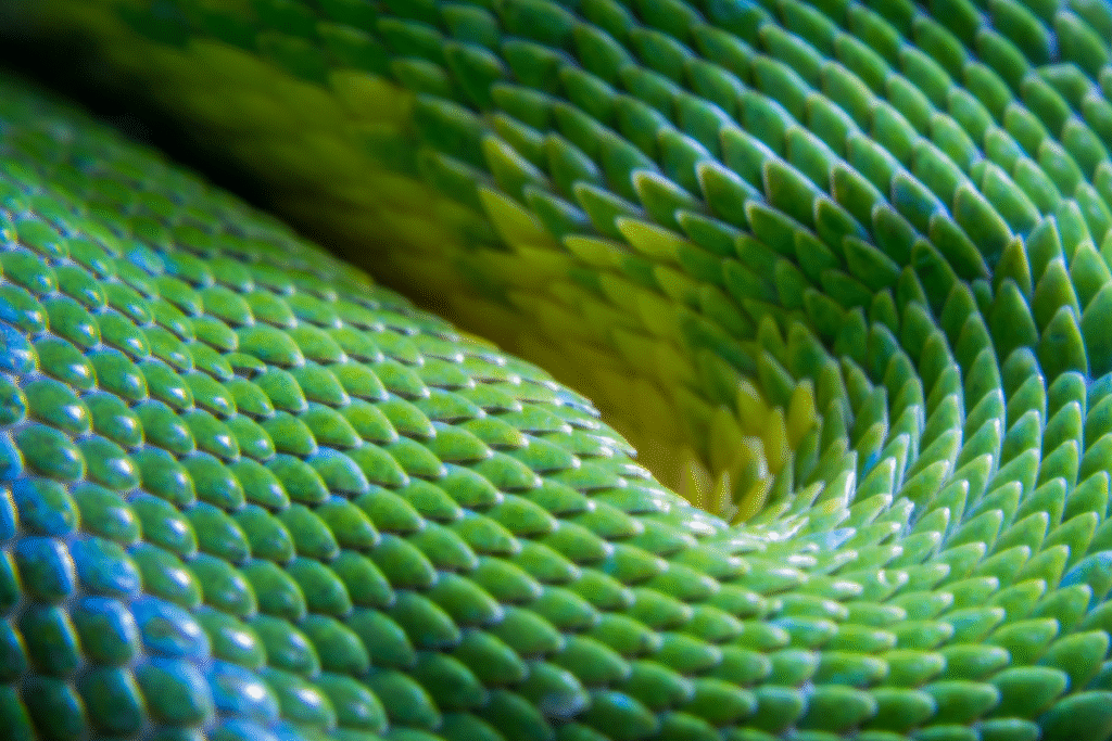 Zelený pytón detail šupín