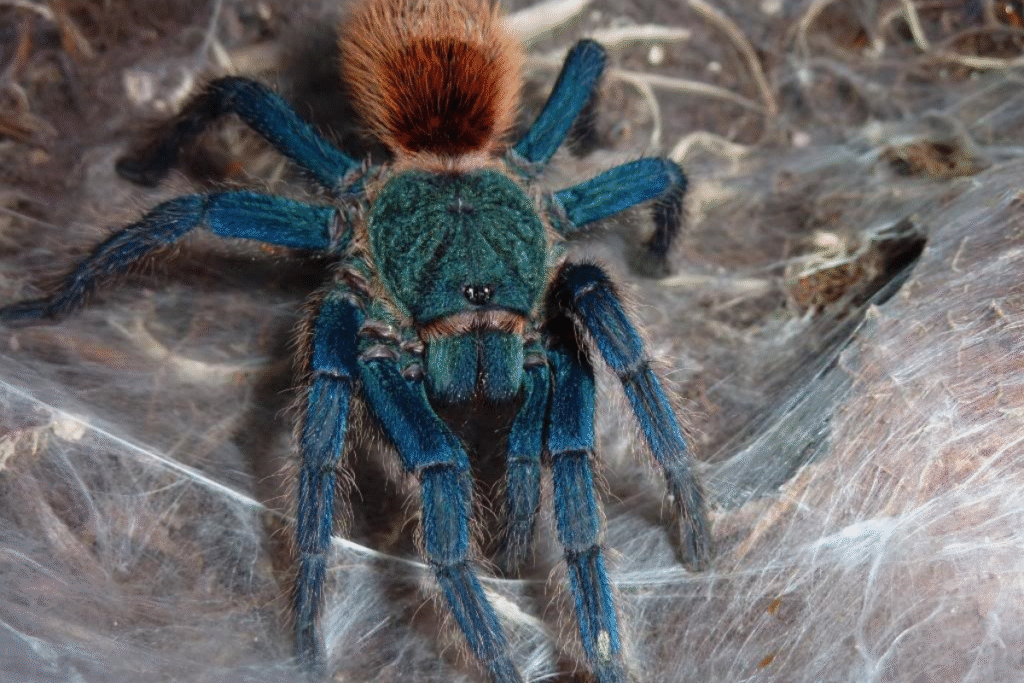 Detail Modrej tarantuly na pavučine v teráriu z spredu od hlavy