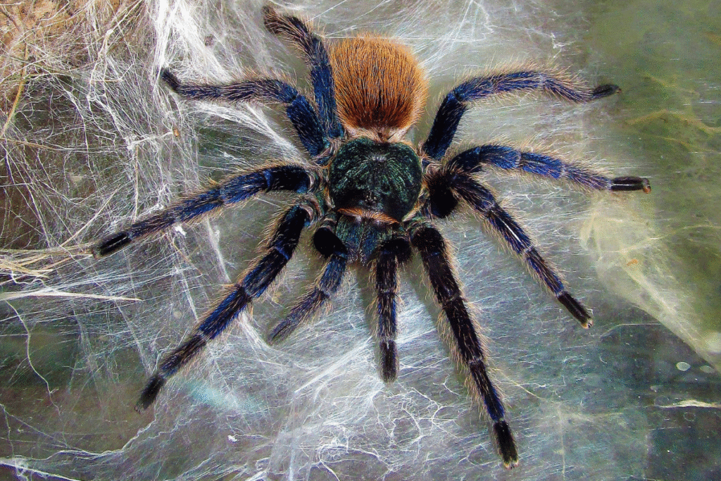 Detail Modrej tarantuly na pavučine v teráriu