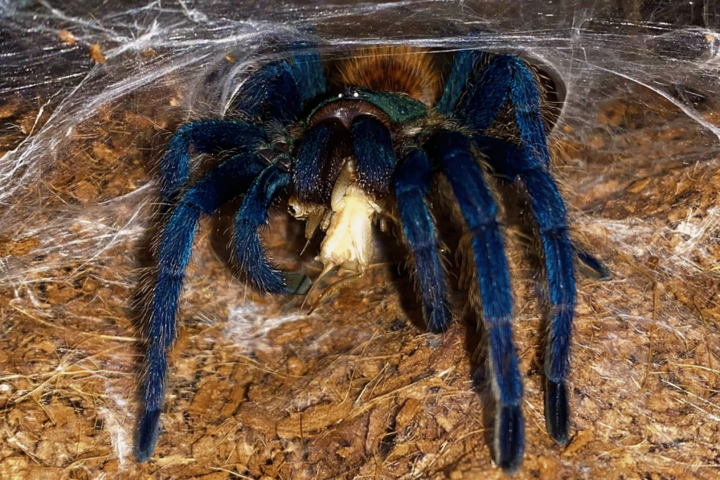 Detail kŕmenia modrej tarantuly . Tarantula ulovila svába