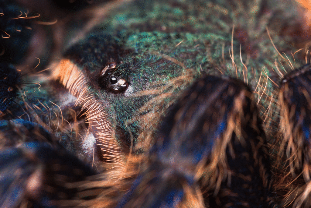 Veľký detail oka tarantuly modrej