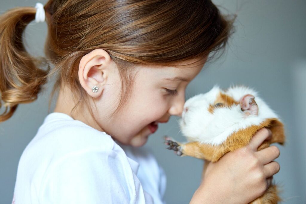 Morča domáce v rukách malého dievčatka