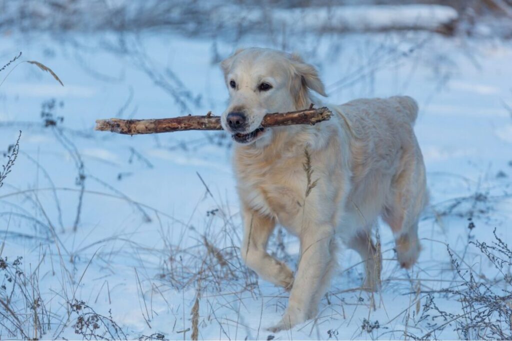 Pes aportuje v zime v snehu a v ústach má palicu