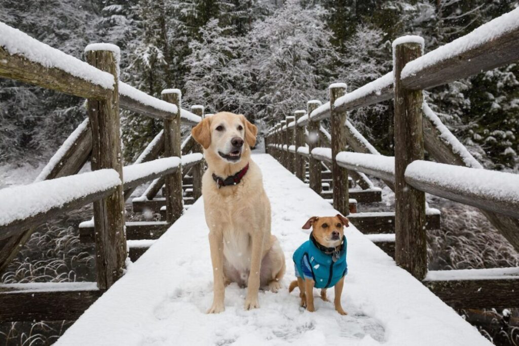 Dva psi v zime v prírode na drevenom moste jeden oblečení psom obleku