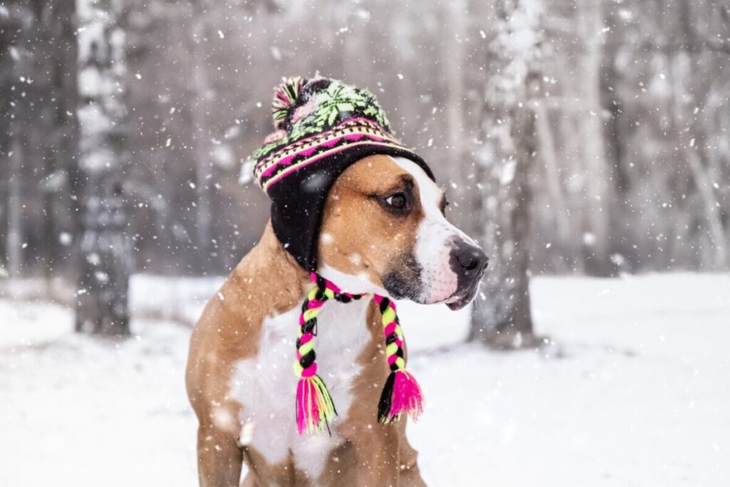 Pes v čiapke v lese - komické foto