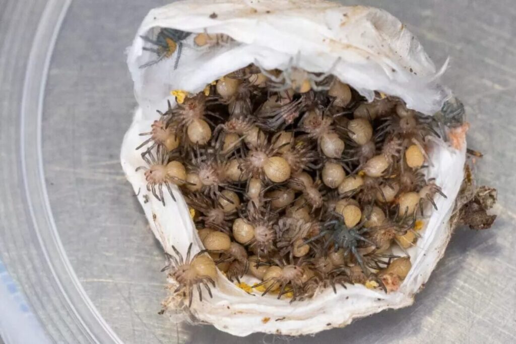 Tarantuly ešte v rozbalenom kokone