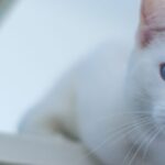 🐱 Turecká angora – Kráľovná bielej elegancie v tvojej obývačke